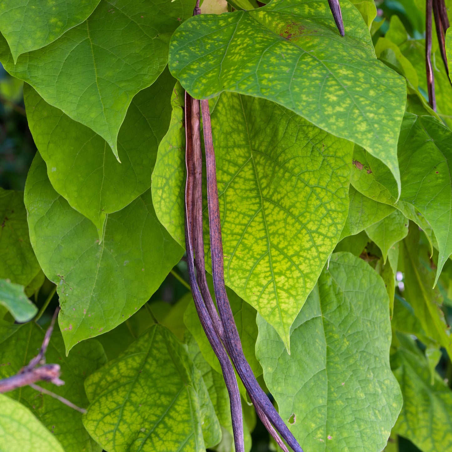 Catalpa Tree