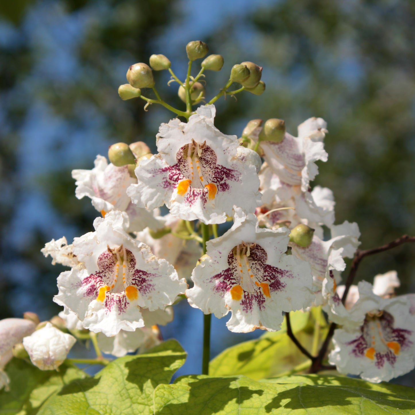 Catalpa Tree