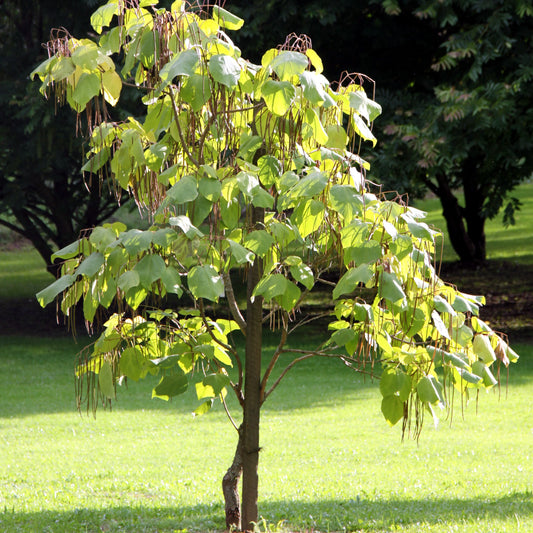 Catalpa Tree - Flowering Tree - Buy Online at Barely Rooted