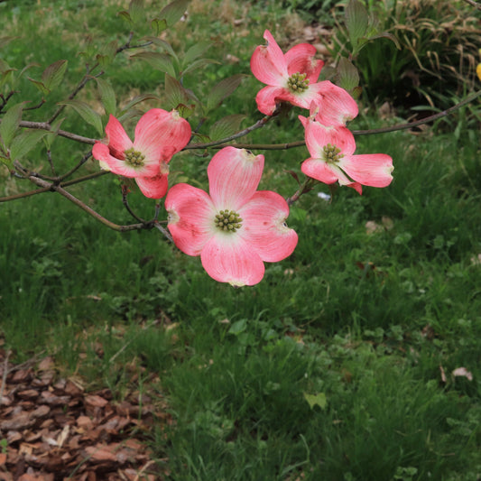 Cherokee Chief Dogwood Tree - Flowering Tree - Buy Online at Barely Rooted