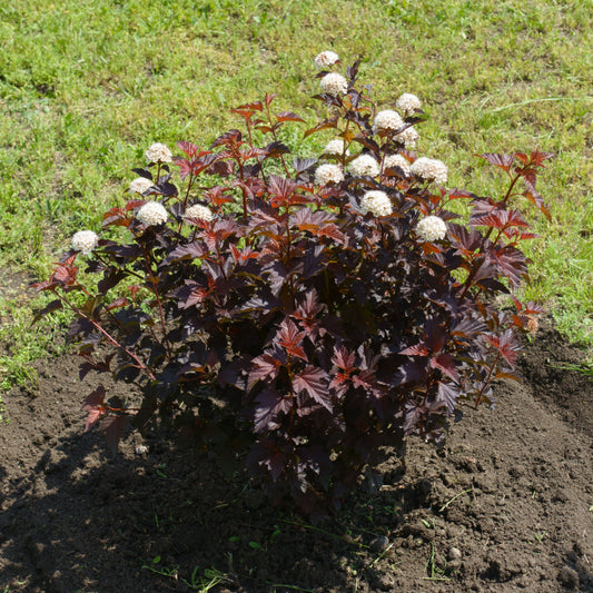 Common Ninebark Shrub