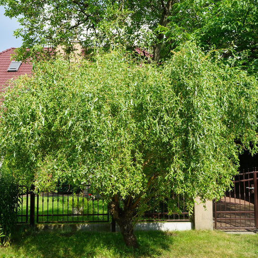 Chinese Corkscrew Willow Tree - Shade/Ornamental Tree - Buy Online at Barely Rooted