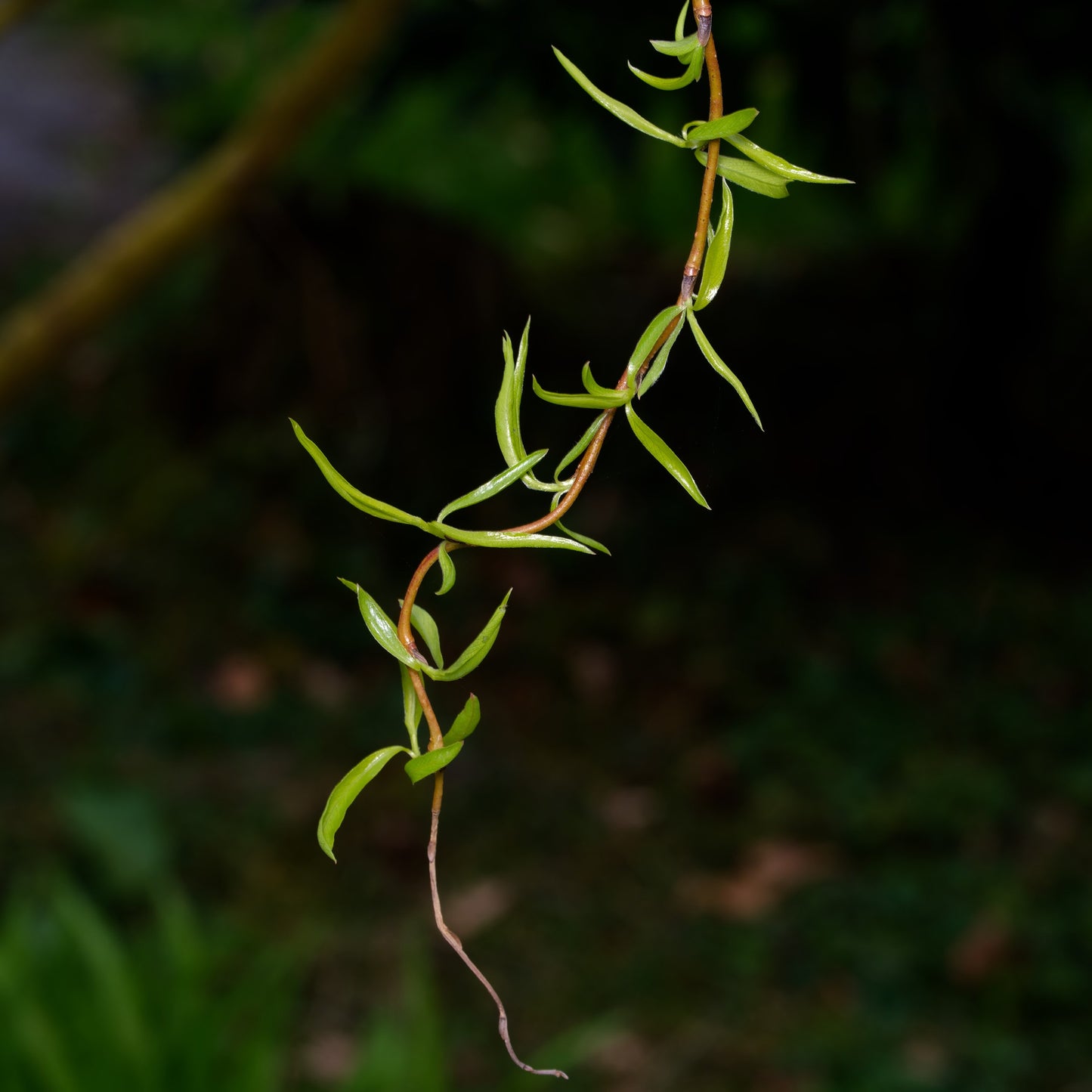 Chinese Corkscrew Willow Tree