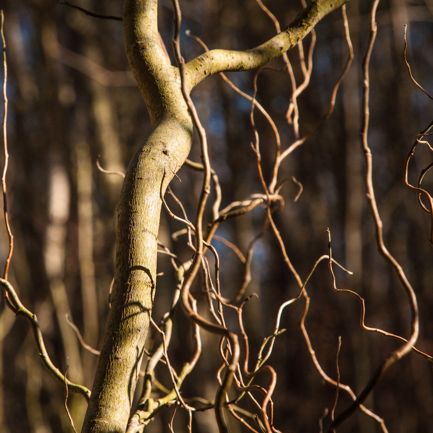 Chinese Corkscrew Willow Tree