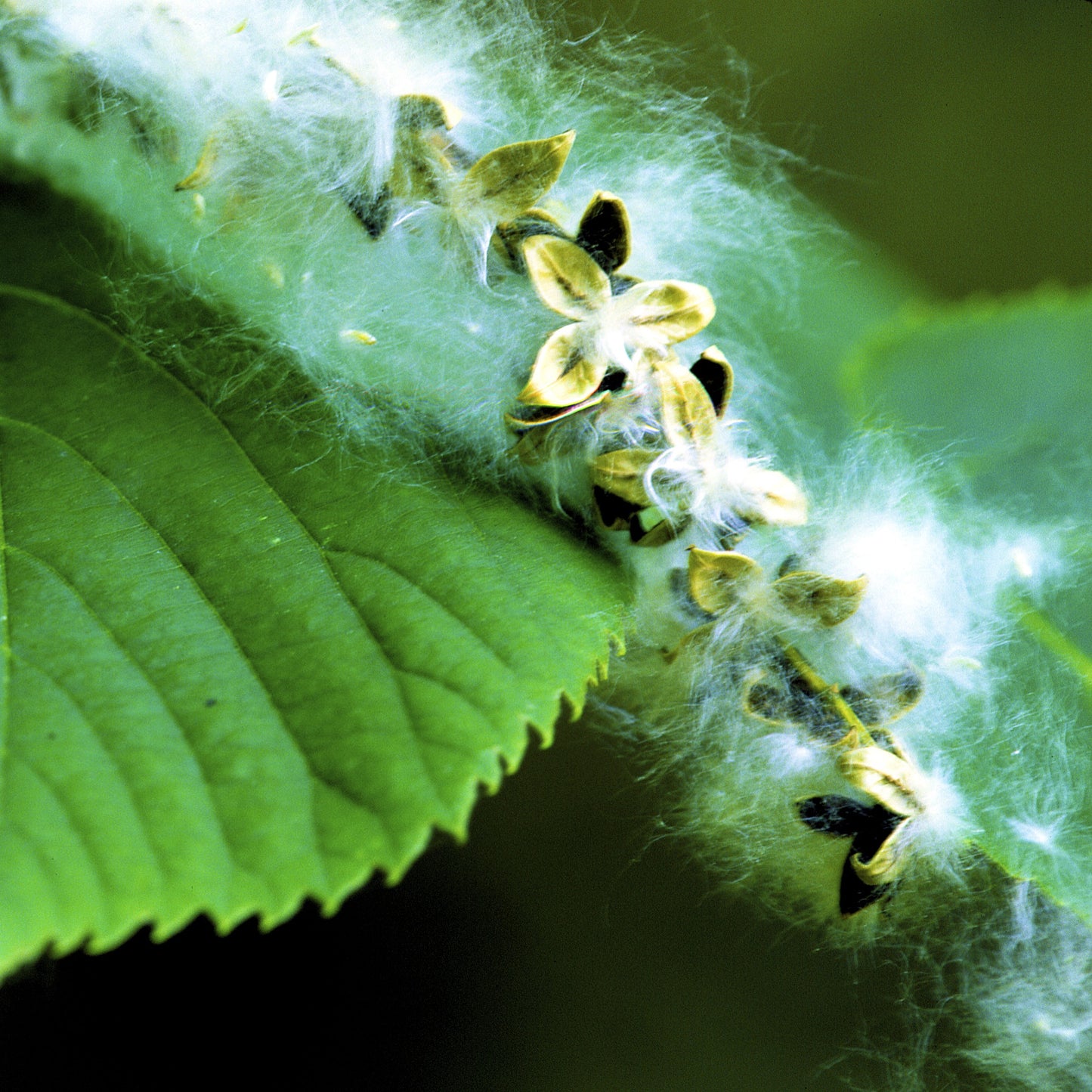 Eastern Cottonwood