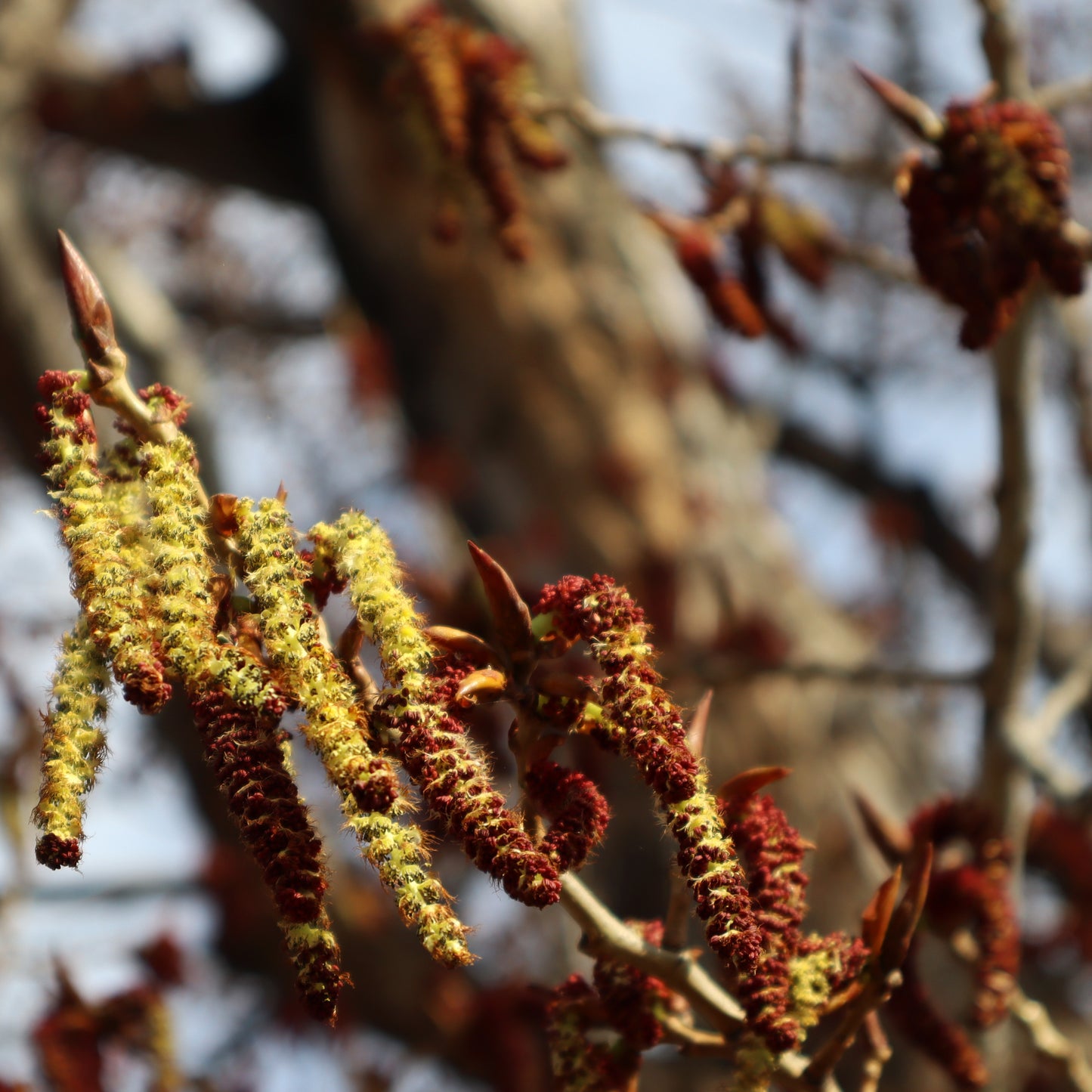 Eastern Cottonwood