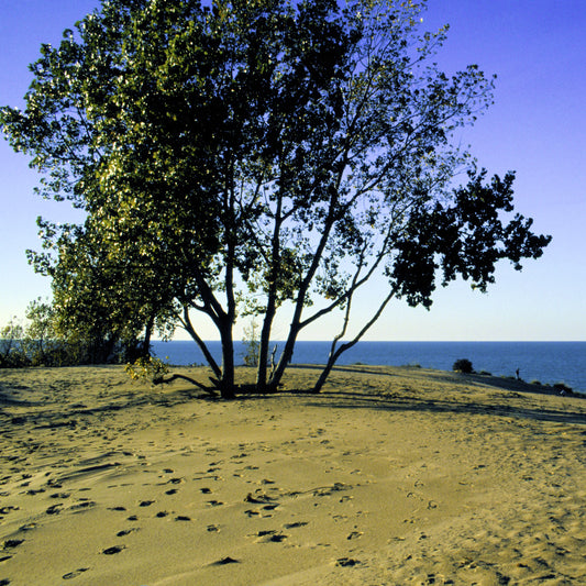 Eastern Cottonwood