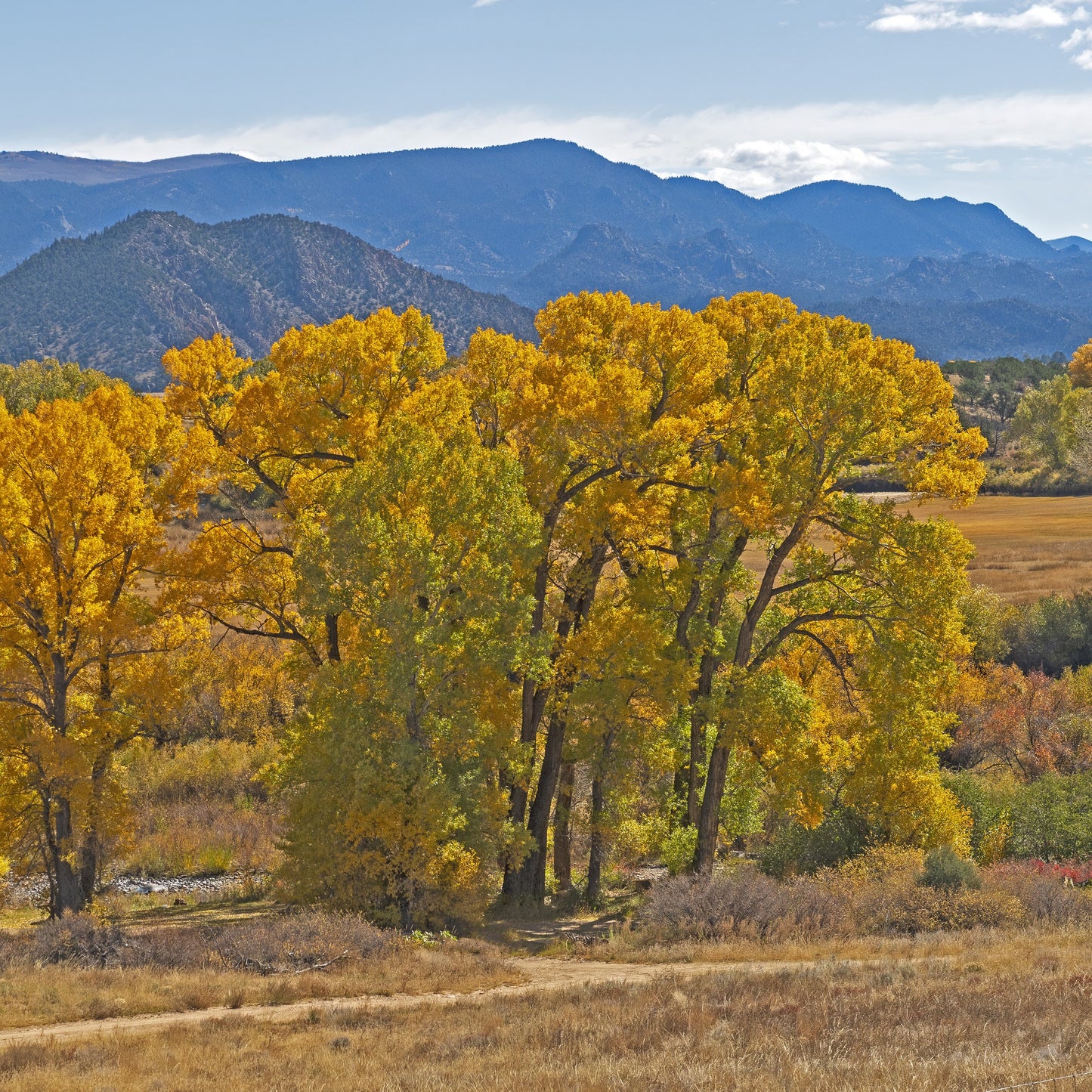 Eastern Cottonwood