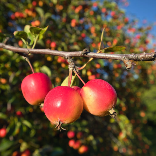 Sargent Crabapple Tree - Ornamental Tree - Buy Online at Barely Rooted