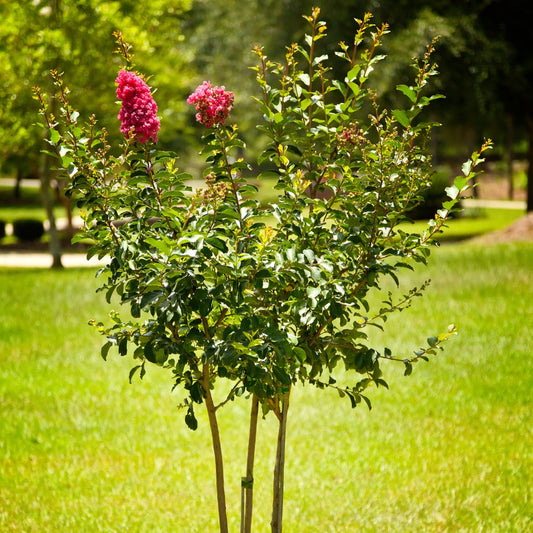 Velour Crape Myrtle Tree - Bare Root - Buy Online at Barely Rooted