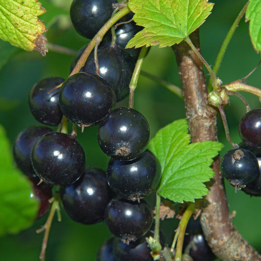 Consort Black Currant Bush - Bushes & Shrubs - Buy Online at Barely Rooted