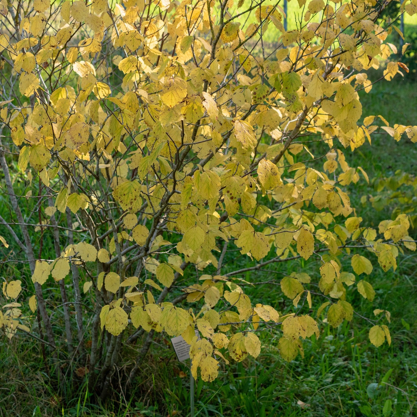 Common Witchhazel