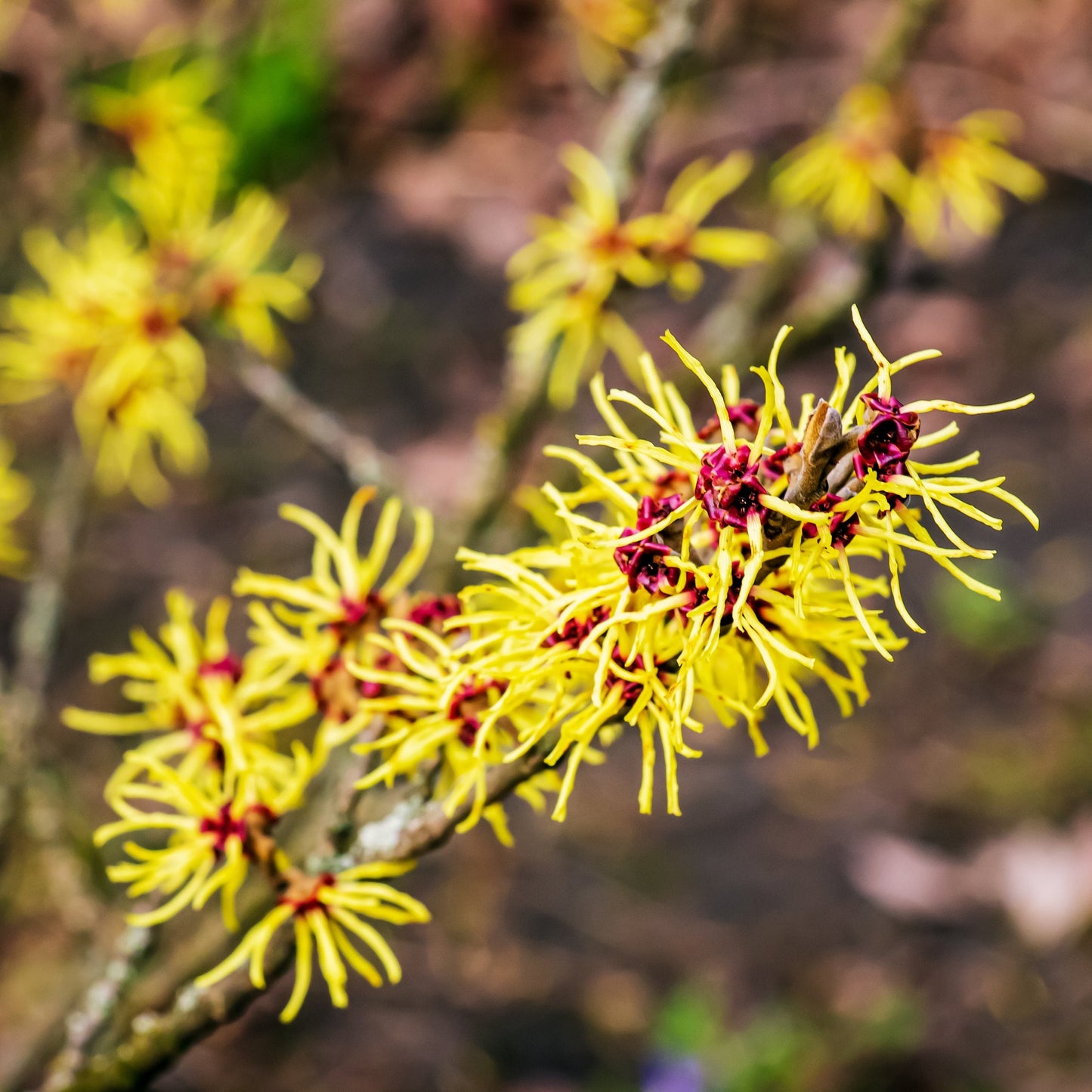 Common Witchhazel