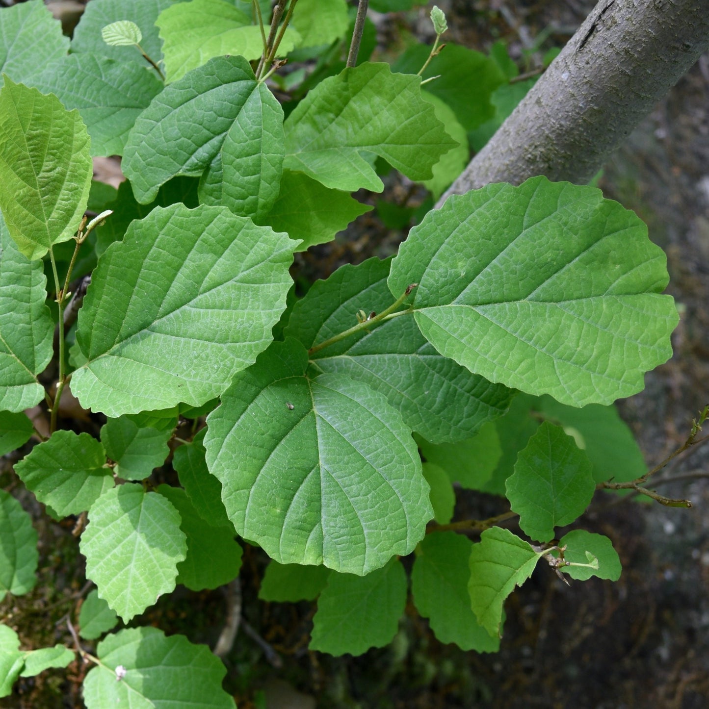 Common Witchhazel