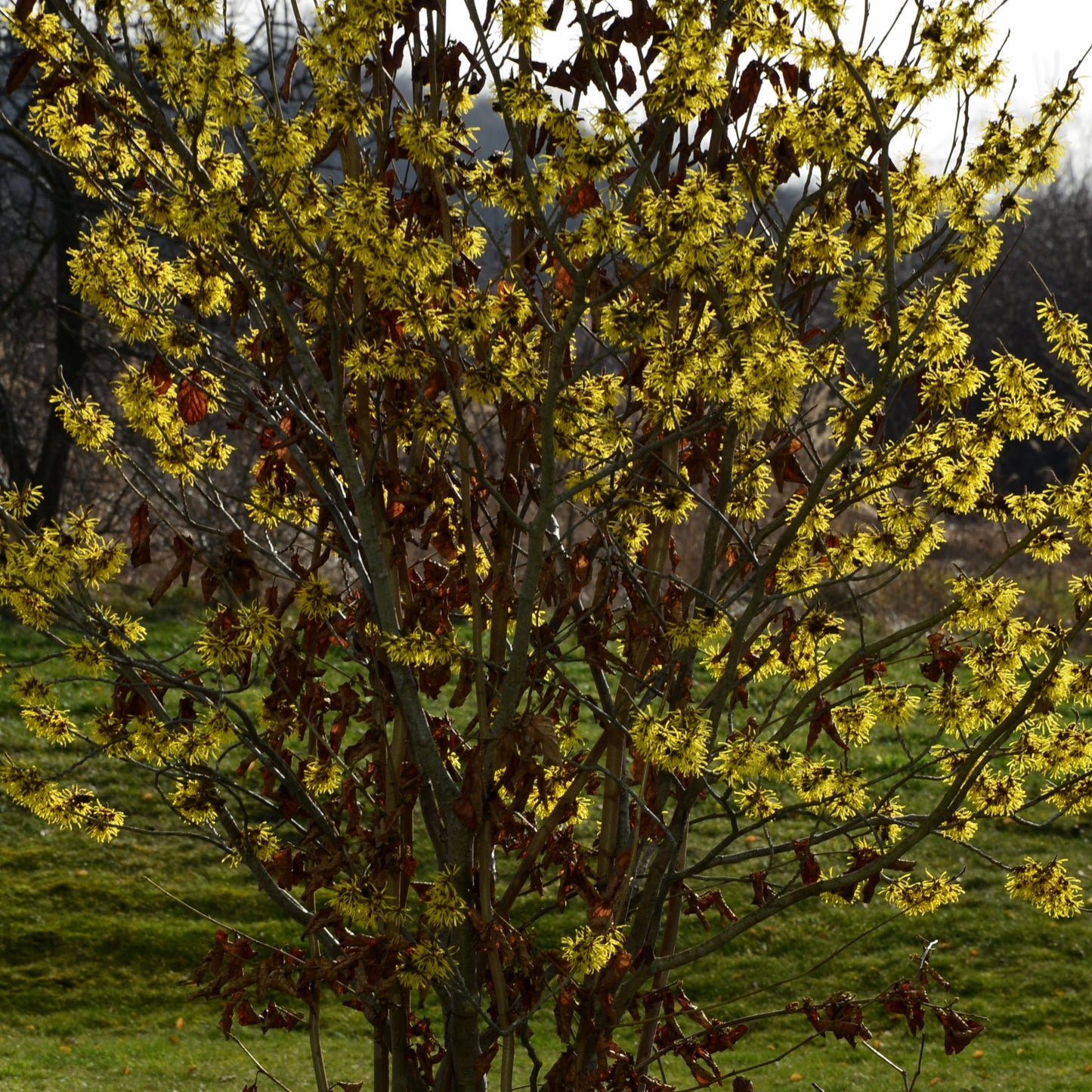 Common Witchhazel