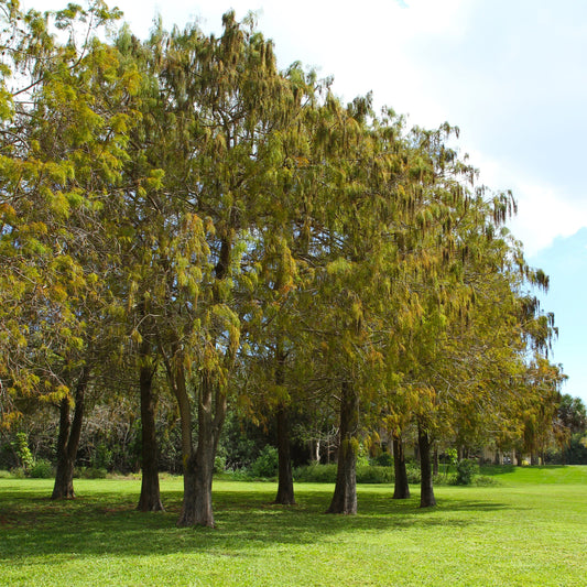 Pond Cypress Tree - Shade Tree - Buy Online at Barely Rooted