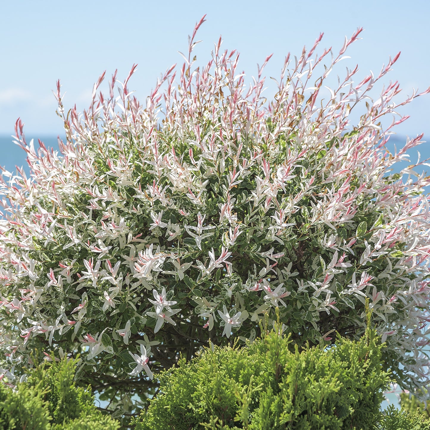 Dappled Willow Shrub