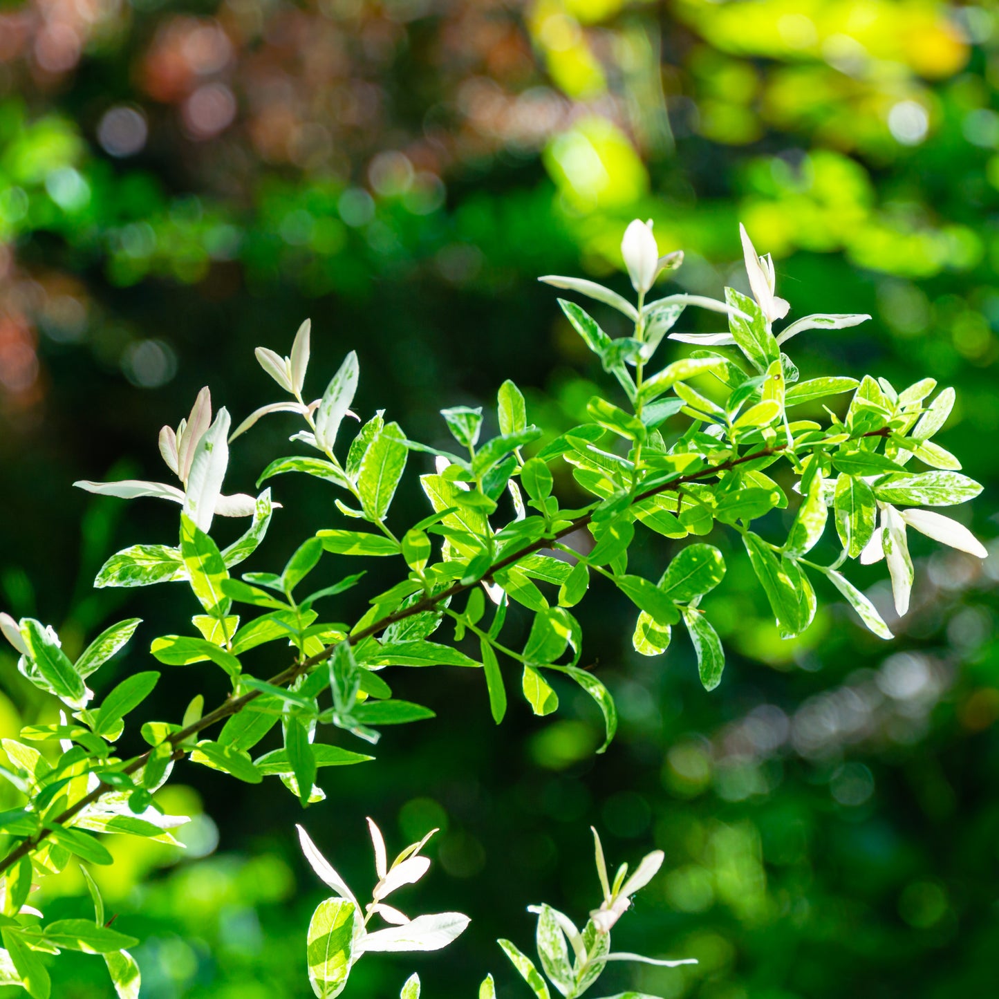 Dappled Willow Shrub