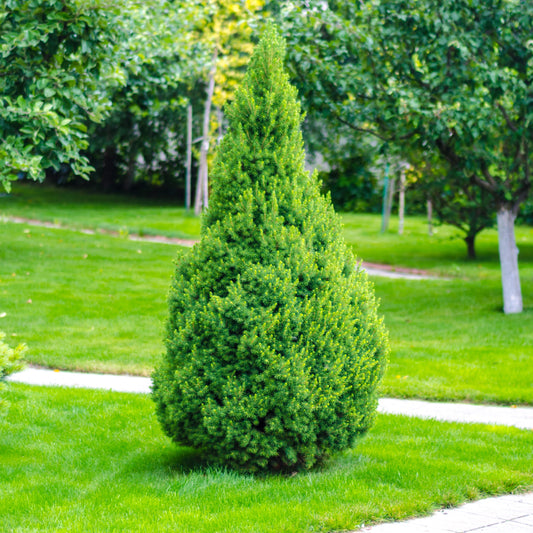 Dark Green Arborvitae - Evergreen Tree - Buy Online at Barely Rooted
