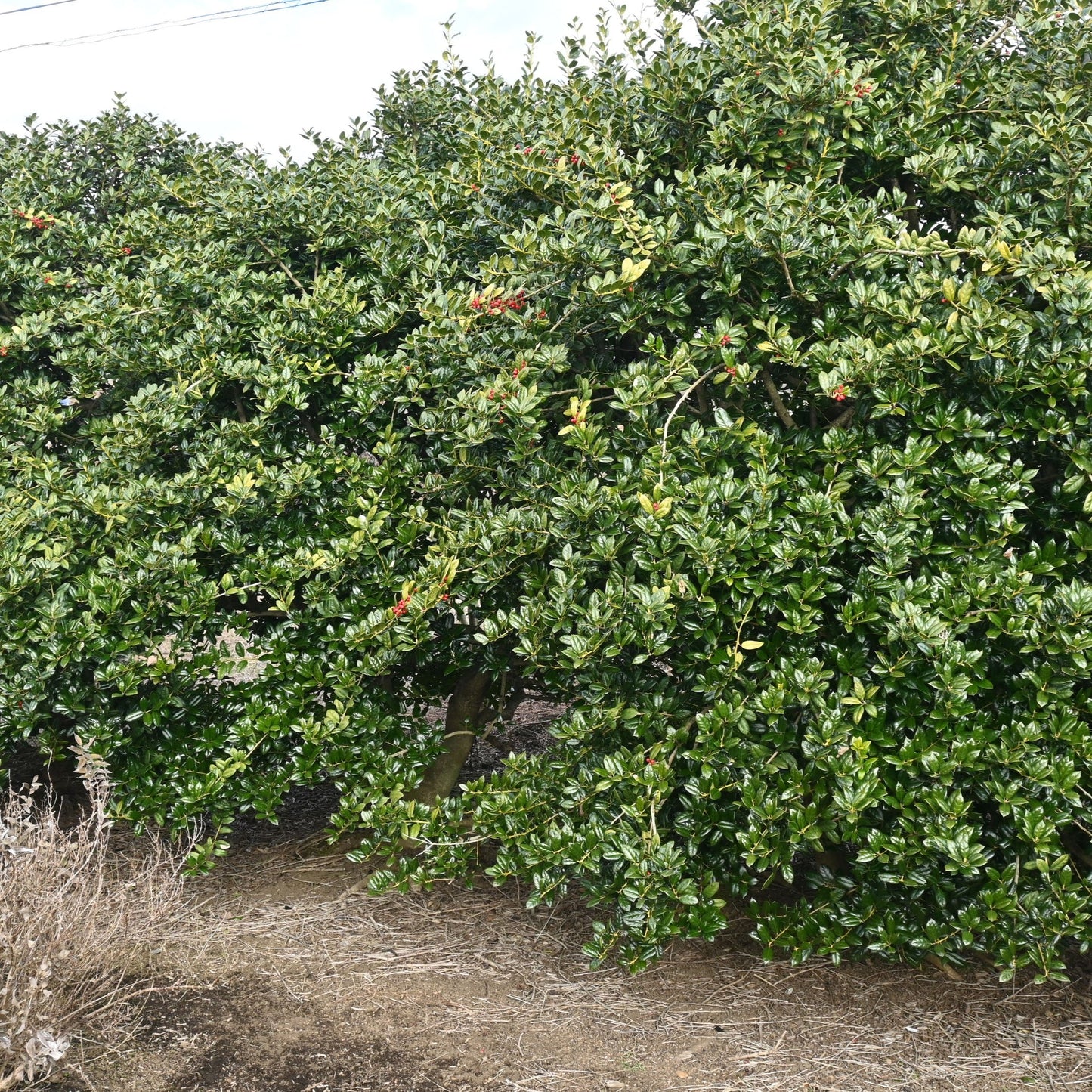 Dwarf Burford Holly Shrub