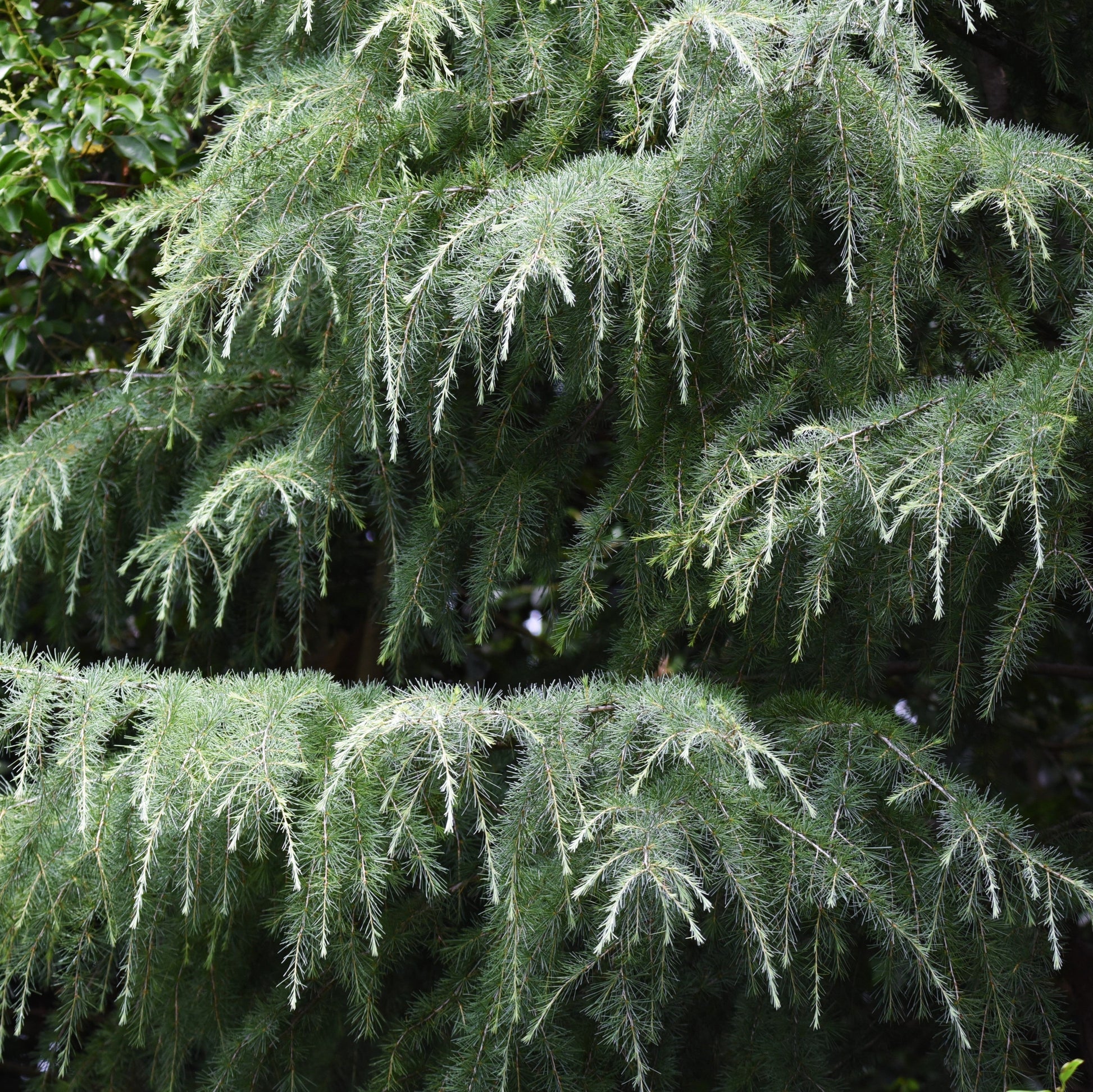 Deodar Cedar Tree - Evergreen - Buy Online at Barely Rooted