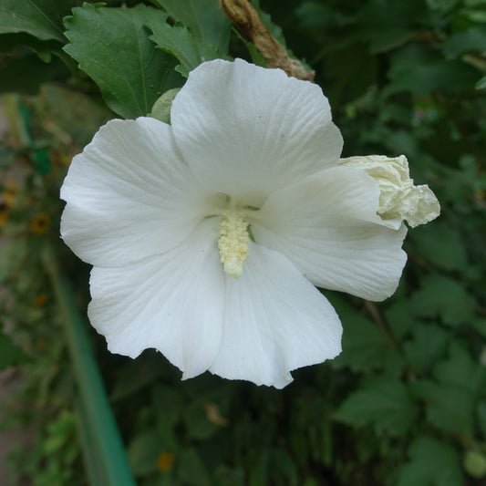 Diana Althea - Flowering Shrub - Buy Online at Barely Rooted