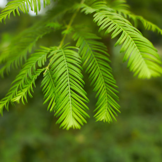 Dawn Redwood