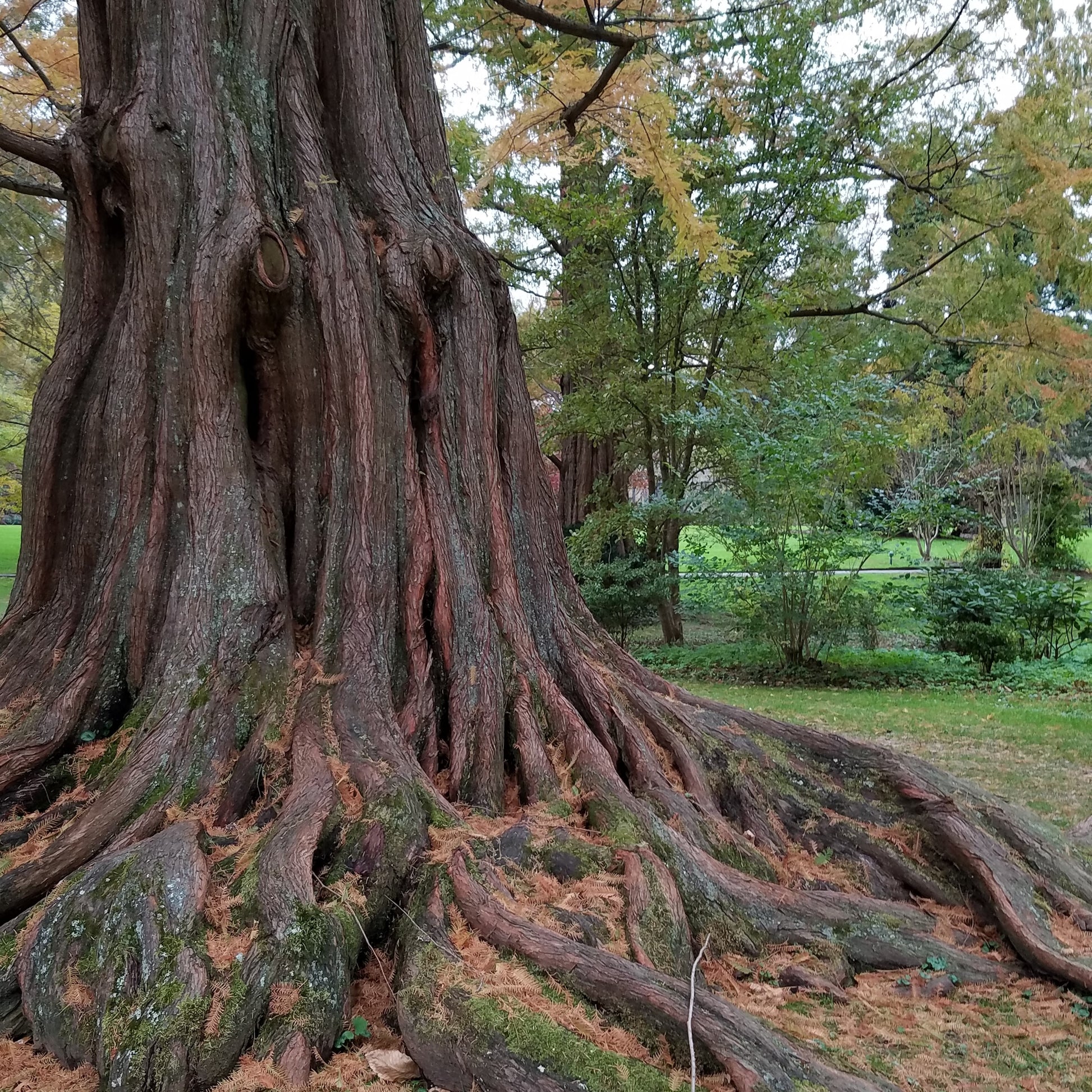 Dawn Redwood - Shade Tree - Buy Online at Barely Rooted