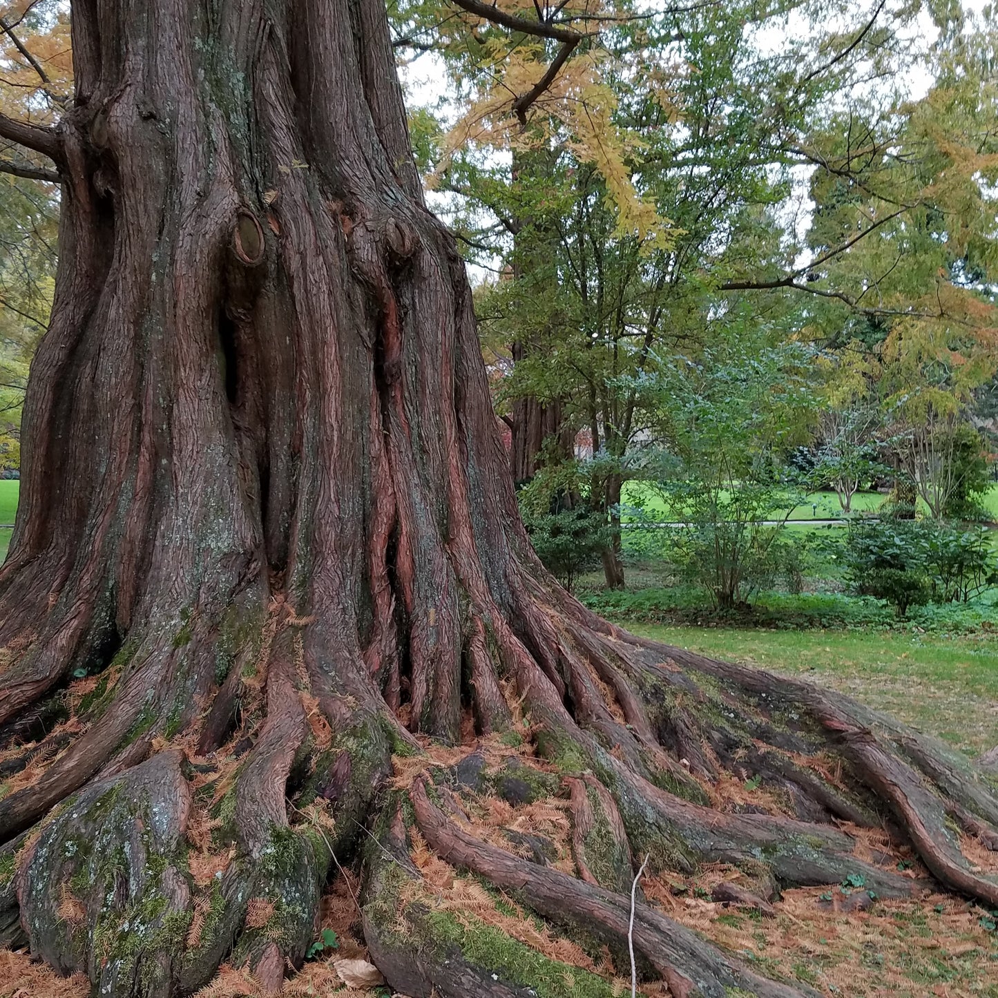 Dawn Redwood