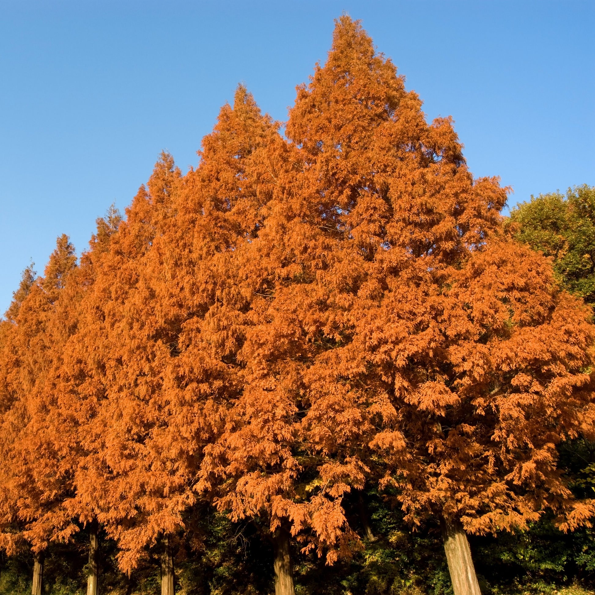 Dawn Redwood - Shade Tree - Buy Online at Barely Rooted