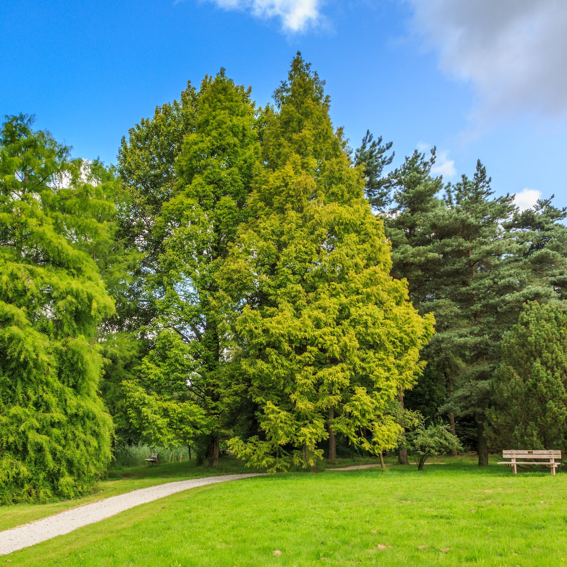 Dawn Redwood - Shade Tree - Buy Online at Barely Rooted