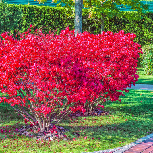 Dwarf Burning Bush