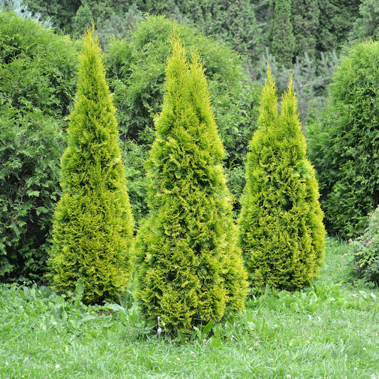 Emerald Green Arborvitae - Needled Evergreen - Buy Online at Barely Rooted