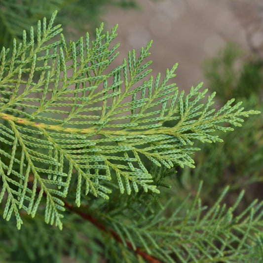 Emerald Isle Leyland Cypress - Evergreen Tree - Buy Online at Barely Rooted