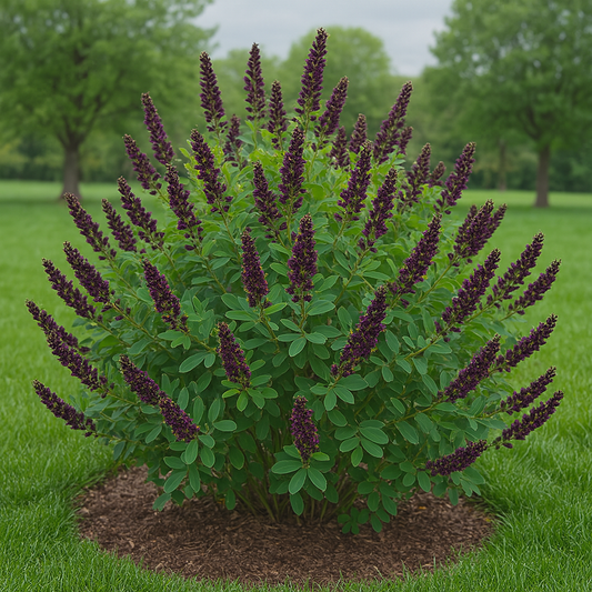 False Indigo Shrub - Flowering Shrub - Buy Online at Barely Rooted