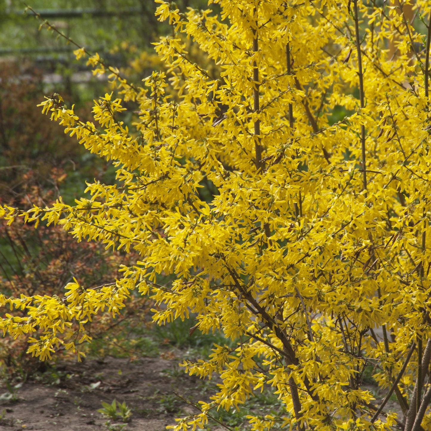 Forsythia Shrub