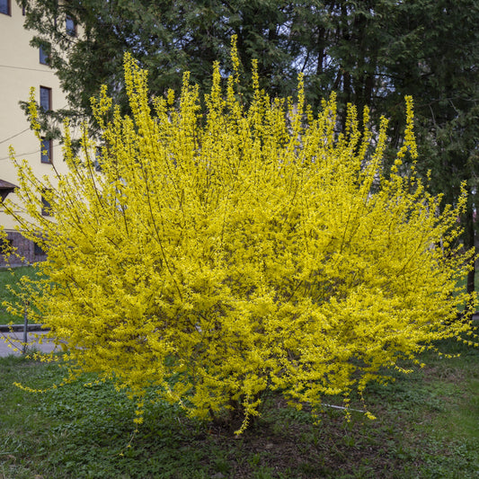 Forsythia Shrub - Flowering Shrub - Buy Online at Barely Rooted