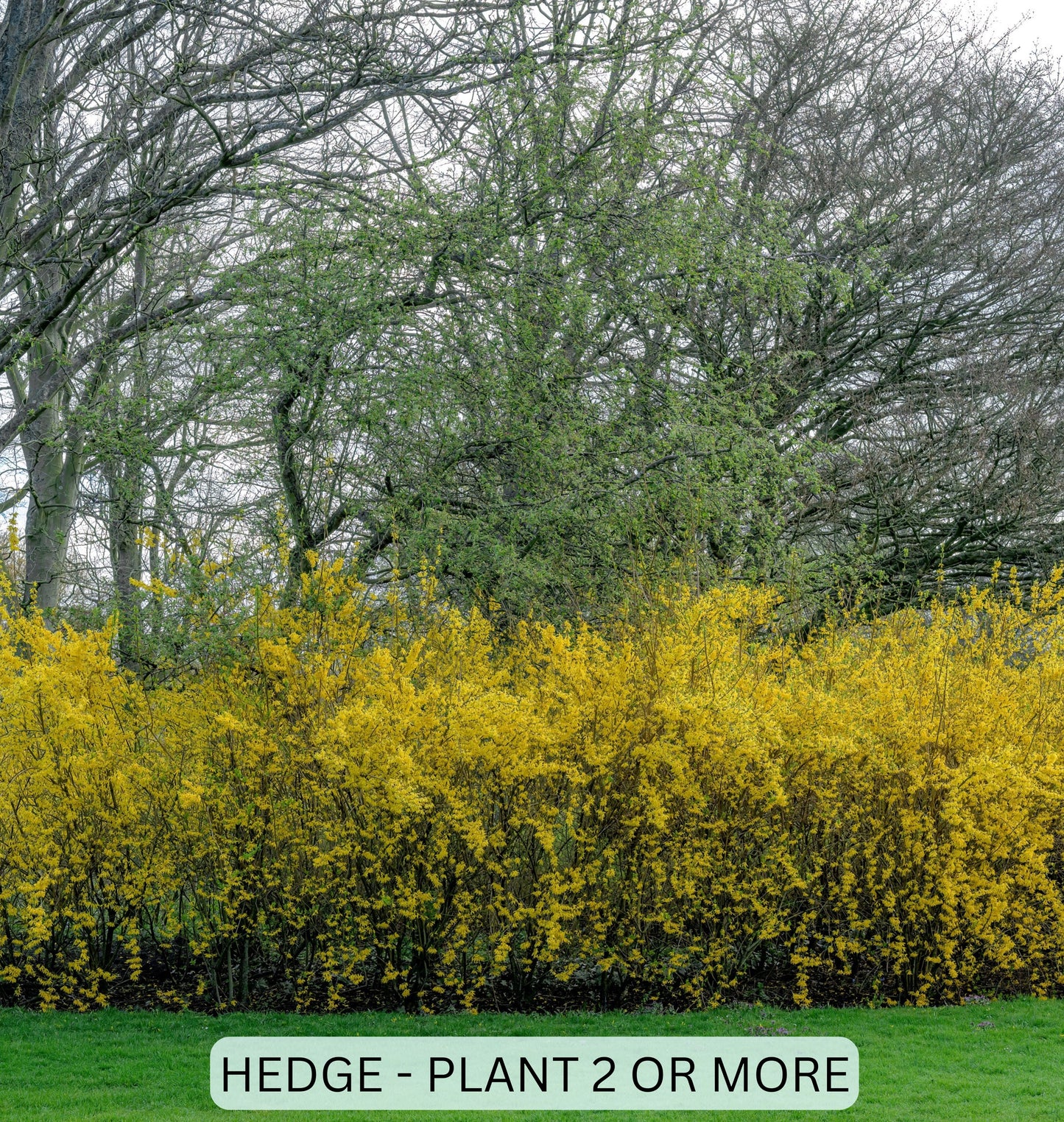 Forsythia Shrub