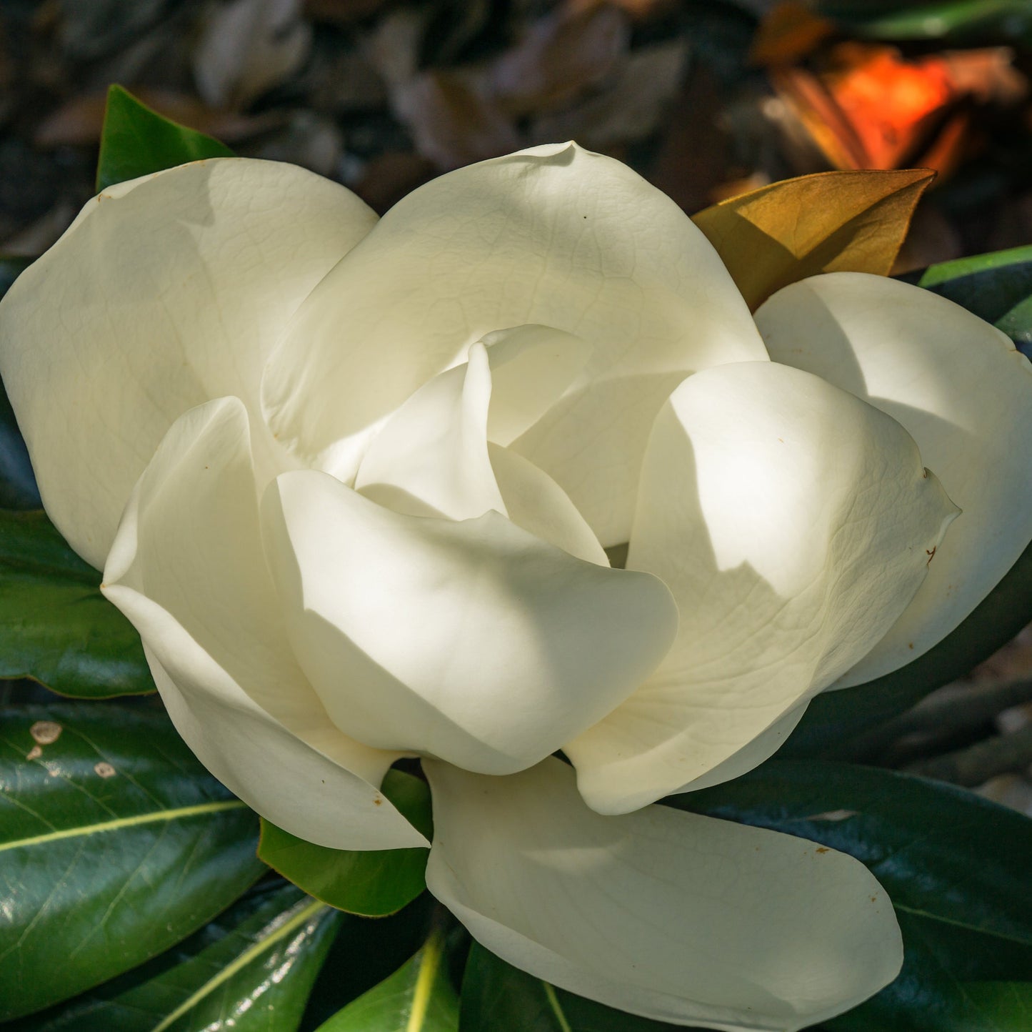 Fraser Magnolia Tree