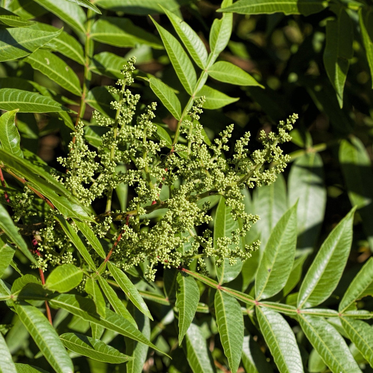 Flameleaf Sumac