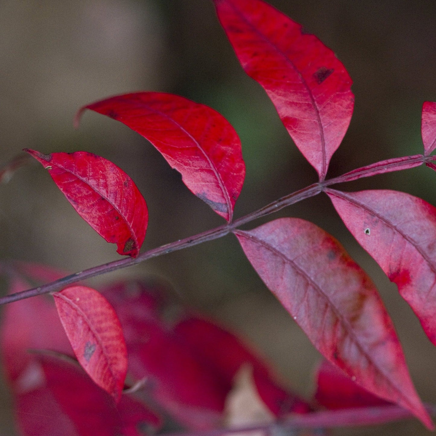 Flameleaf Sumac