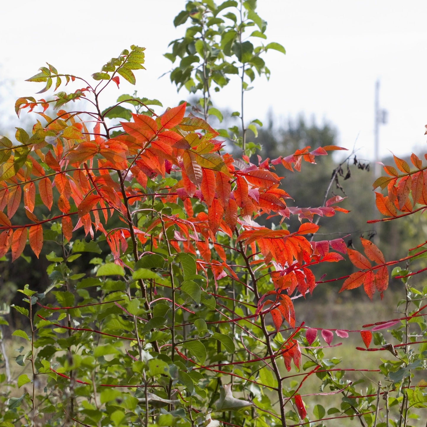 Flameleaf Sumac