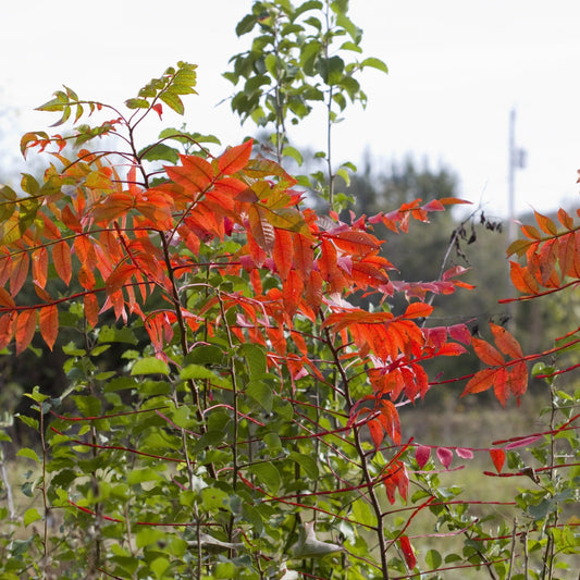 Flameleaf Sumac