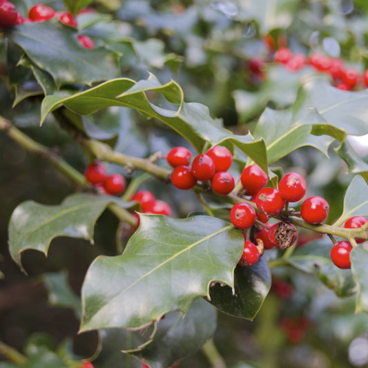 Foster Holly - Evergreen Shrub - Buy Online at Barely Rooted
