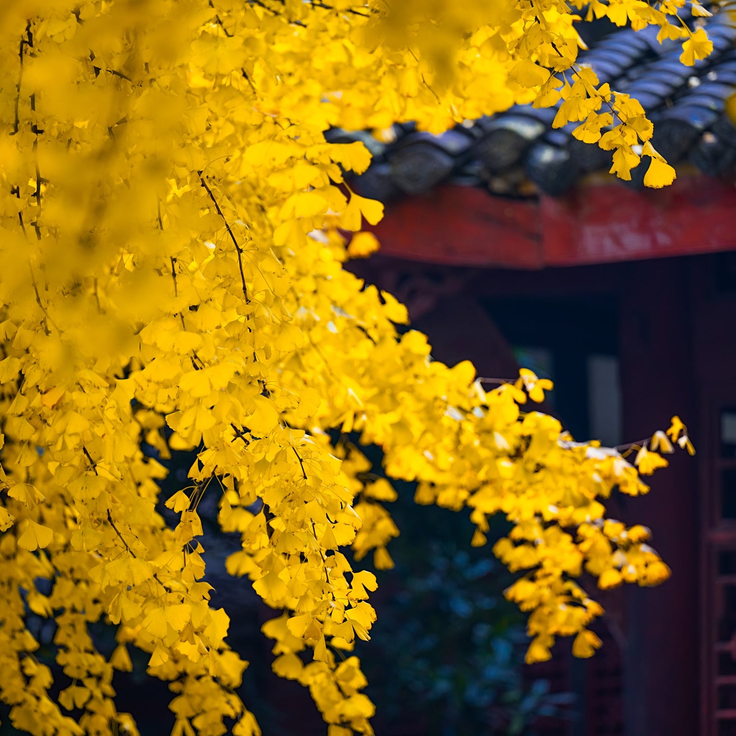 Ginkgo Biloba Tree