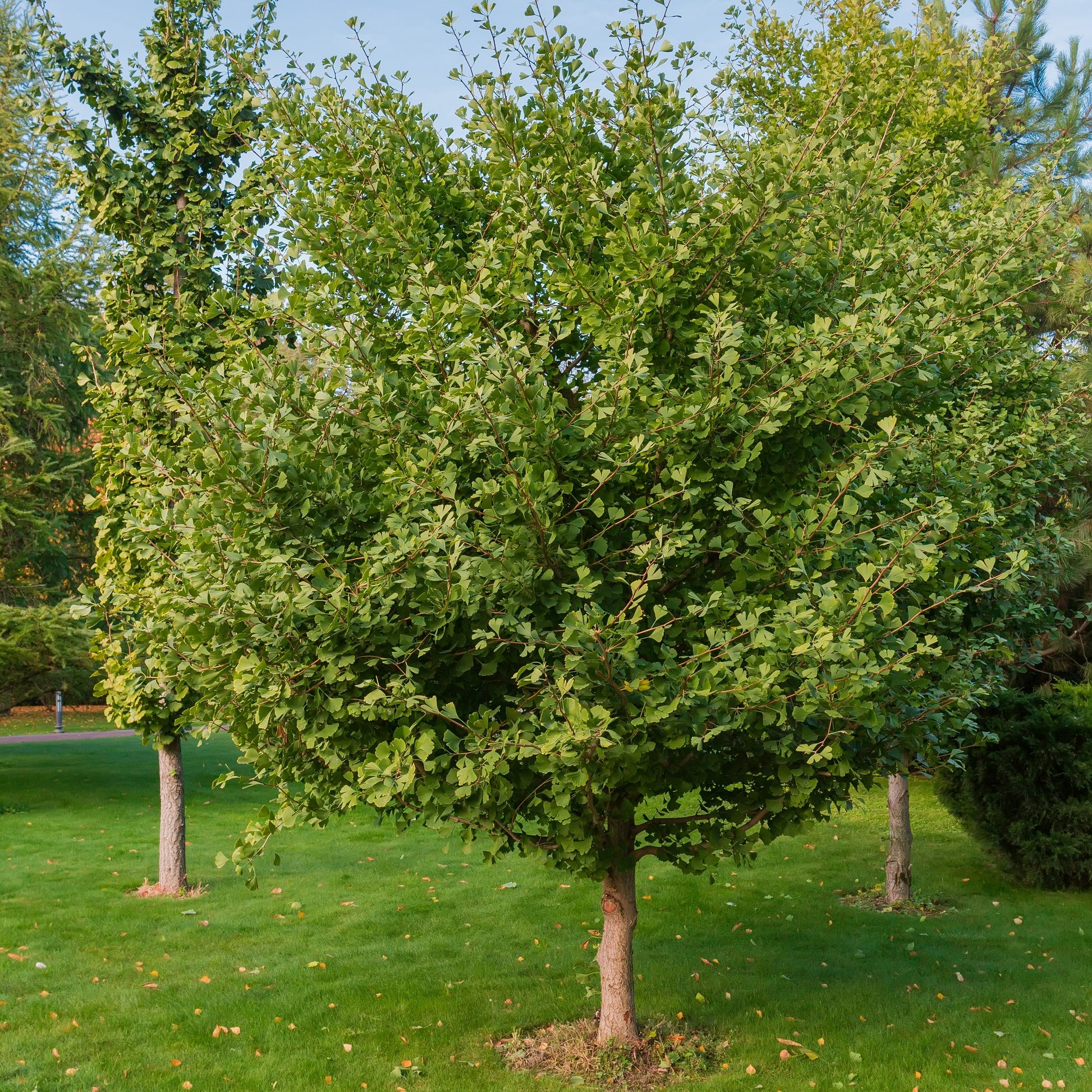 Ginkgo Biloba Tree - Shade/Ornamental Tree - Buy Online at Barely Rooted