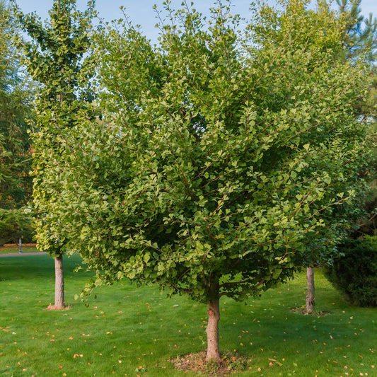 Ginkgo Biloba Tree - Shade/Ornamental Tree - Buy Online at Barely Rooted