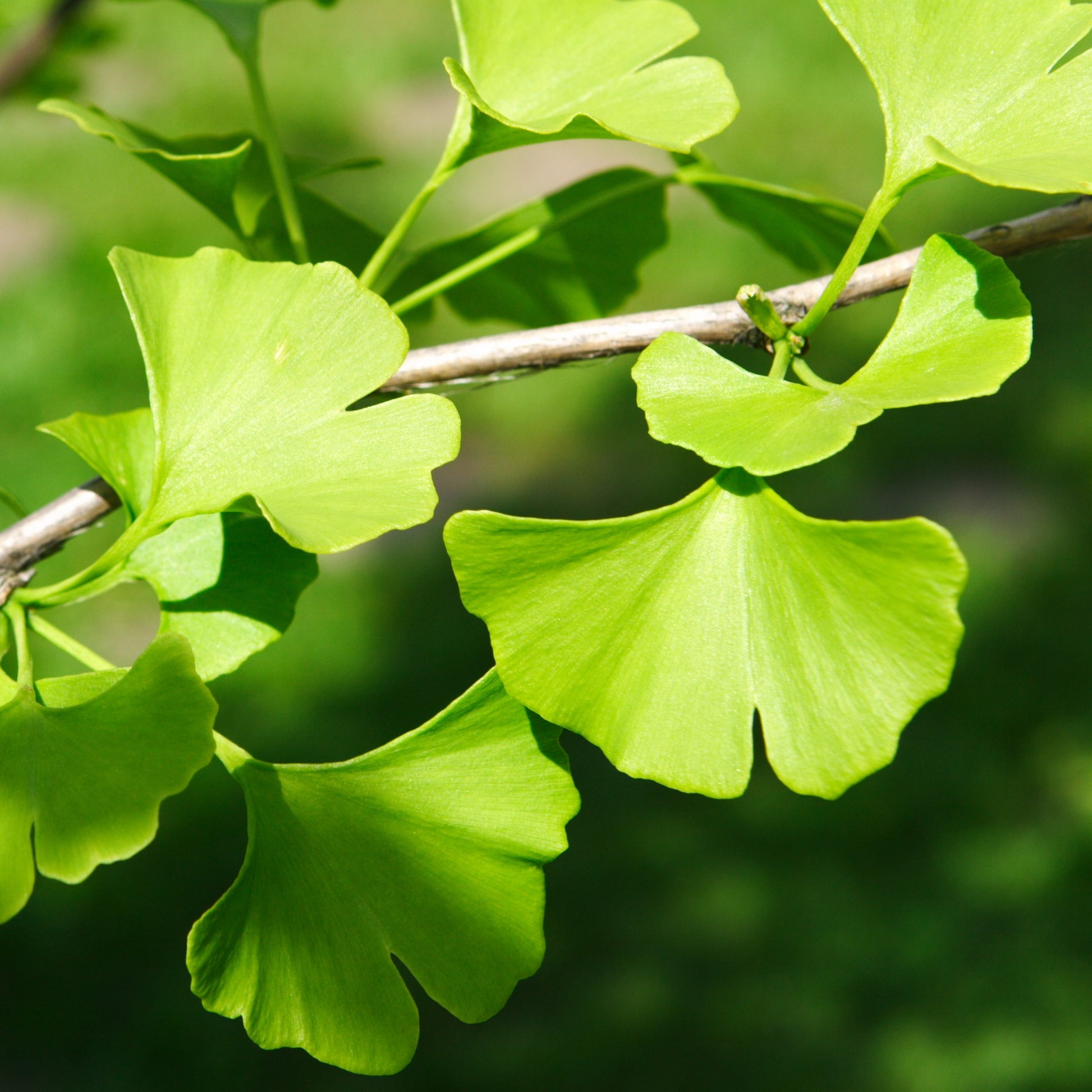 Ginkgo Biloba Tree - Shade/Ornamental Tree - Buy Online at Barely Rooted