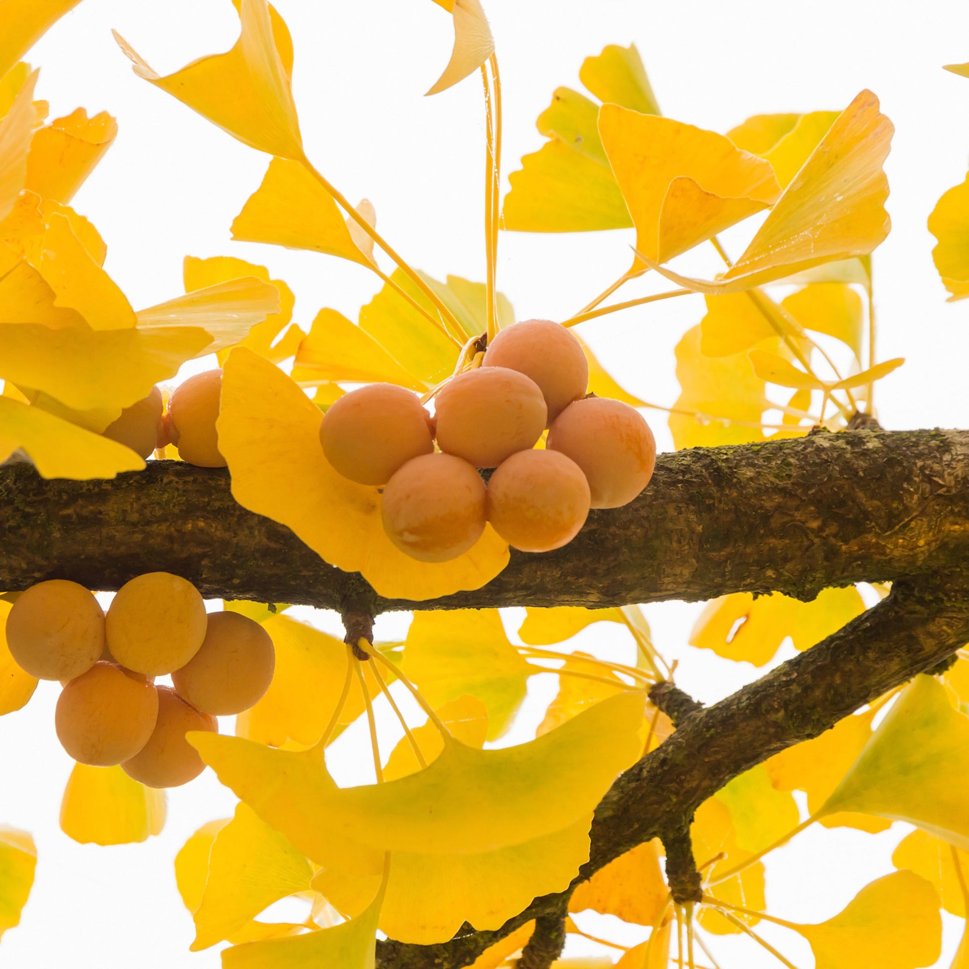Ginkgo Biloba Tree - Shade/Ornamental Tree - Buy Online at Barely Rooted