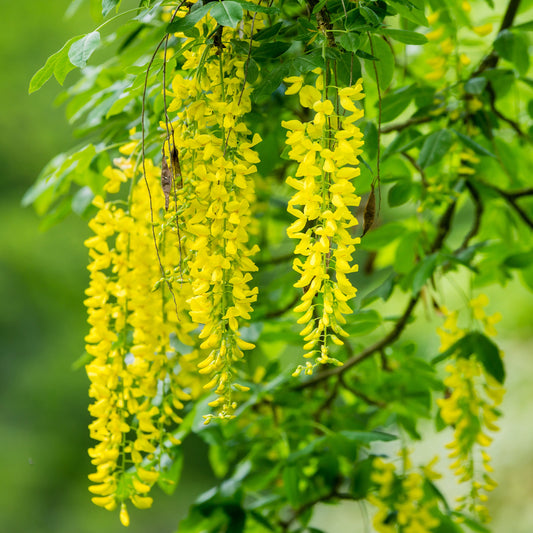 Golden Chain Tree